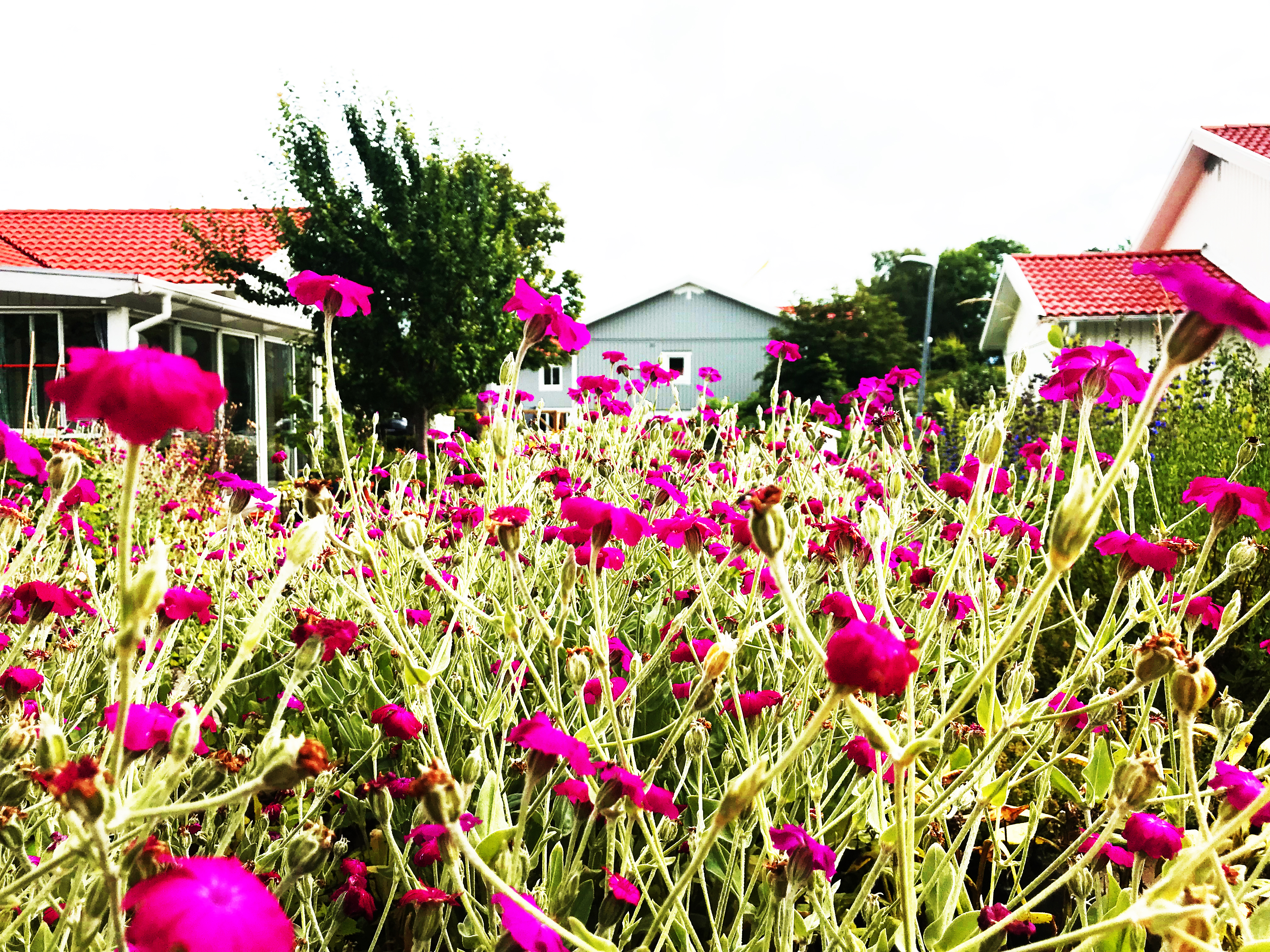 Blommor