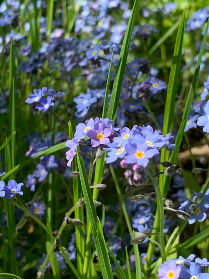 Blommor